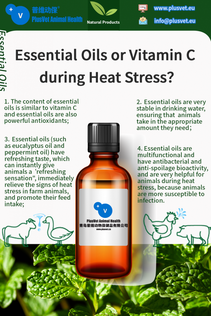 Why we recommend using EO to beat heat stress in poultry?